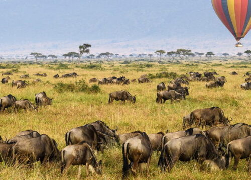 MAASAI MARA - 4 DAY SAFARI