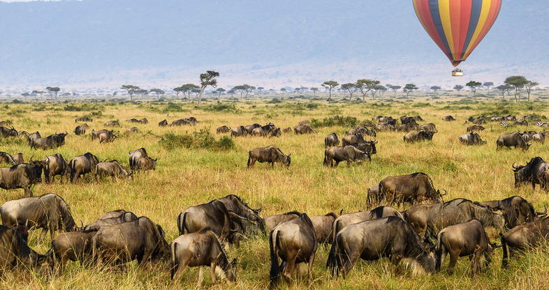 MAASAI MARA - 4 DAY SAFARI