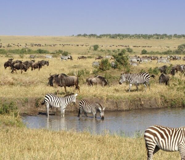 MAASAI MARA – 4 DAY SAFARI