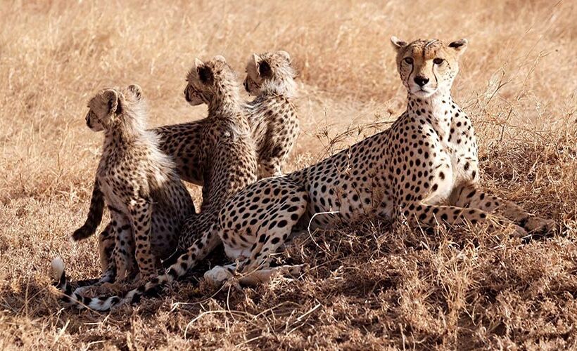 NORTHERN CIRCUIT – 3 DAYS SAFARI